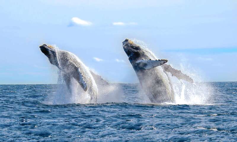 Cabo San Lucas: Luxury Catamaran Whale Watching Experience - The catamaran experience: comfort, stability, and included comforts