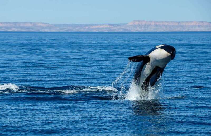 Cabo San Lucas: Luxury Catamaran Whale Watching Experience - Hydrophone moments: how whale songs add real meaning