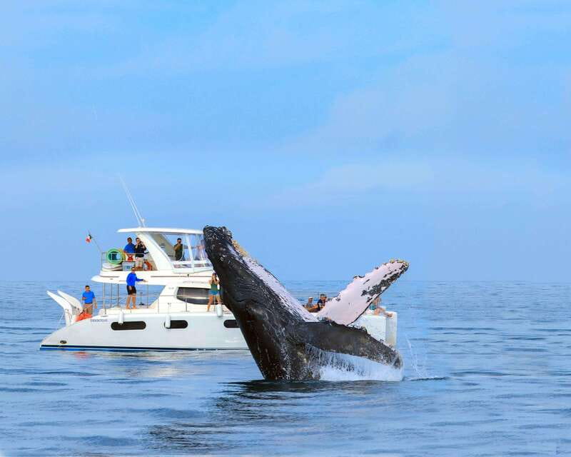 Cabo San Lucas: Luxury Catamaran Whale Watching Experience - The best sightings: breaching, calves, and what to watch for