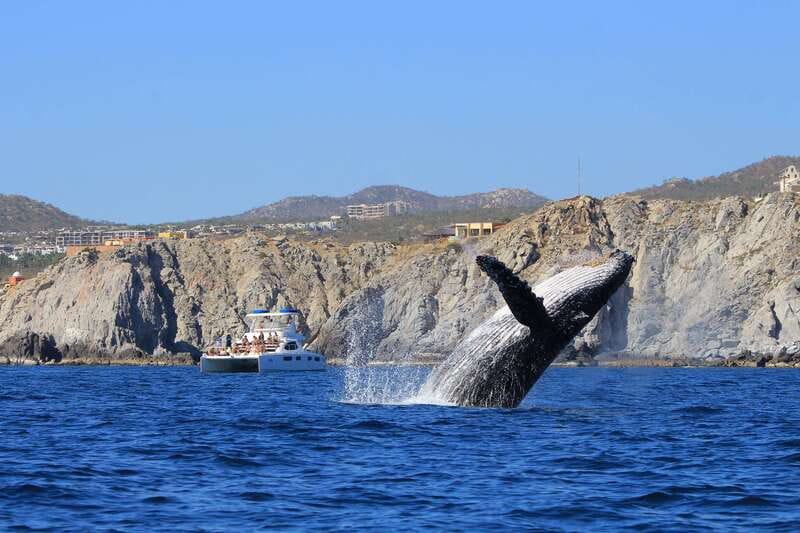 Cabo San Lucas: Luxury Catamaran Whale Watching Experience - Checking in at Cabo Dolphins, then settling into the ride