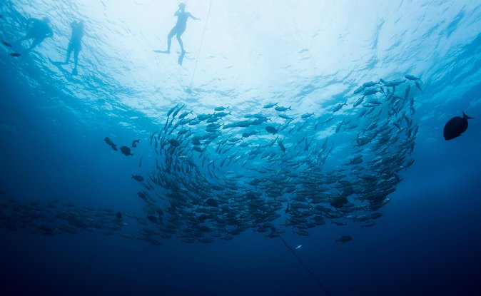Cabo San Lucas Shopping, Tequila Tasting, and Snorkel Tour - Why this combo tour works for Los Cabos