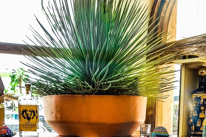 Cabo San Lucas Tequila Tasting Experience - Tequila vs Mezcal: How the Session Makes the Difference Obvious
