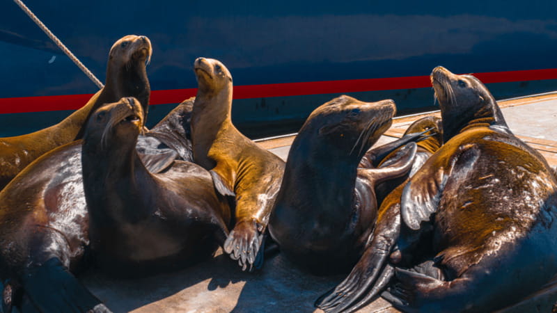Cabo San Lucas: Tour paseo al Arco + bajada en playa - Quick takeaways before you go