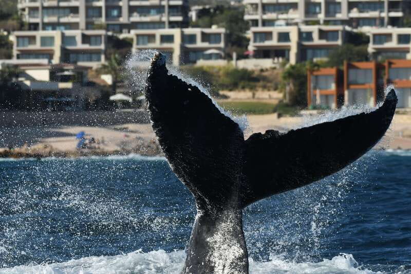 Cabo San Lucas: Up-Close Whale Watching Small-Group Tour - Where this tour fits best in your Cabo plan