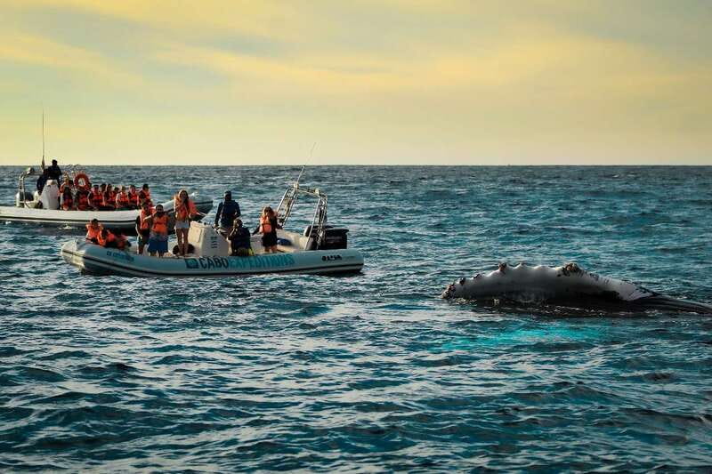 Cabo San Lucas: Up-Close Whale Watching Small-Group Tour - The 1.5 hours on the water: how whale spotting actually works