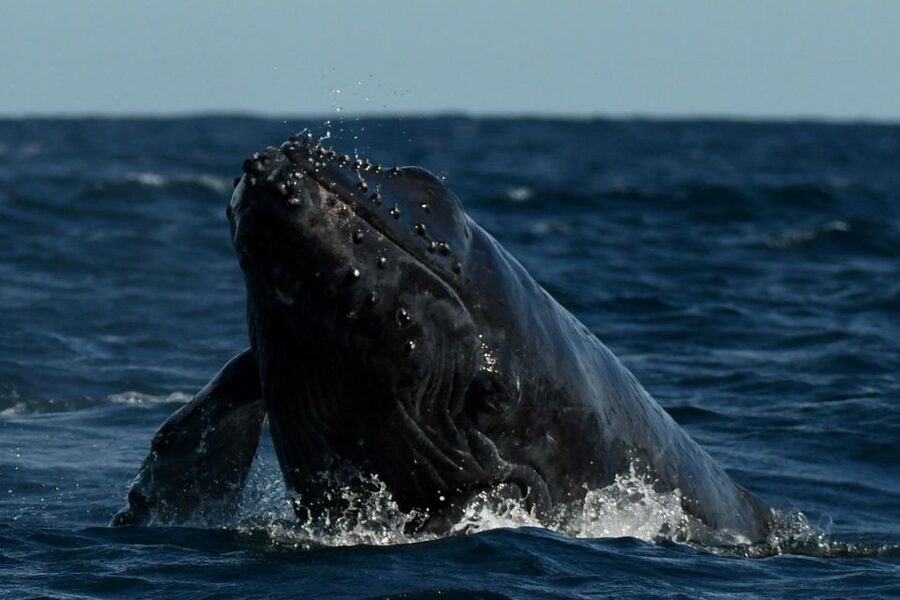 Cabo San Lucas: Up-Close Whale Watching Small-Group Tour - The guides: the difference between spotting and understanding