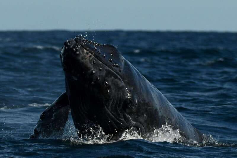 Cabo San Lucas: Up-Close Whale Watching Small-Group Tour - Dolphins, sea lions, and the bonus wildlife factor