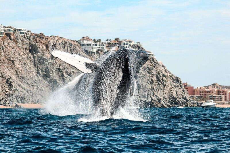 Cabo San Lucas: Up-Close Whale Watching Small-Group Tour - Price and value: what $115 buys you in Cabo