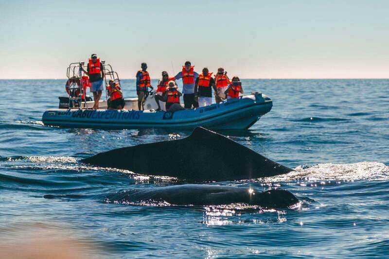 Cabo San Lucas: Up-Close Whale Watching Small-Group Tour - What to bring, what to wear, and what to skip
