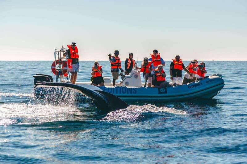 Cabo San Lucas: Up-Close Whale Watching Small-Group Tour - Getting to La Terminal de Cabo Marina without losing your cool
