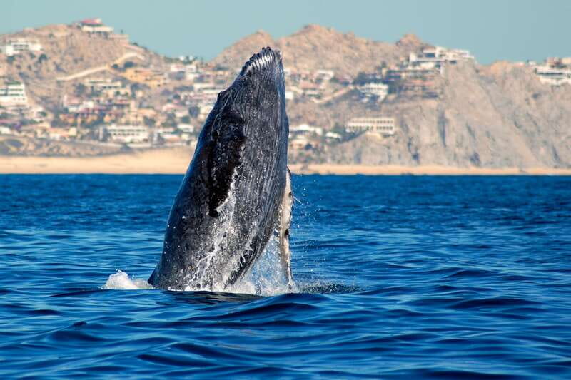 Cabo San Lucas: Whale Watching Catamaran Experience - Key highlights worth planning around
