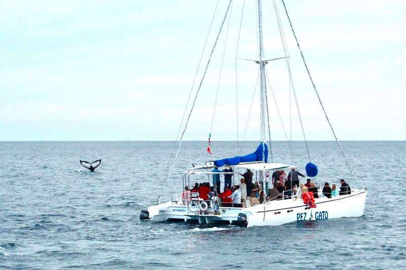 Cabo San Lucas: Whale Watching Catamaran Experience - Cabo San Lucas whale watching from a catamaran: what makes this outing click
