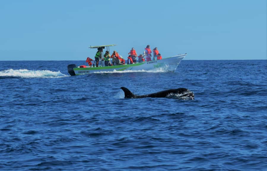 Cabo: Whale-Whatching Boat Trip w/ All-Women Crew and Photos - Key things that make this tour worth your time