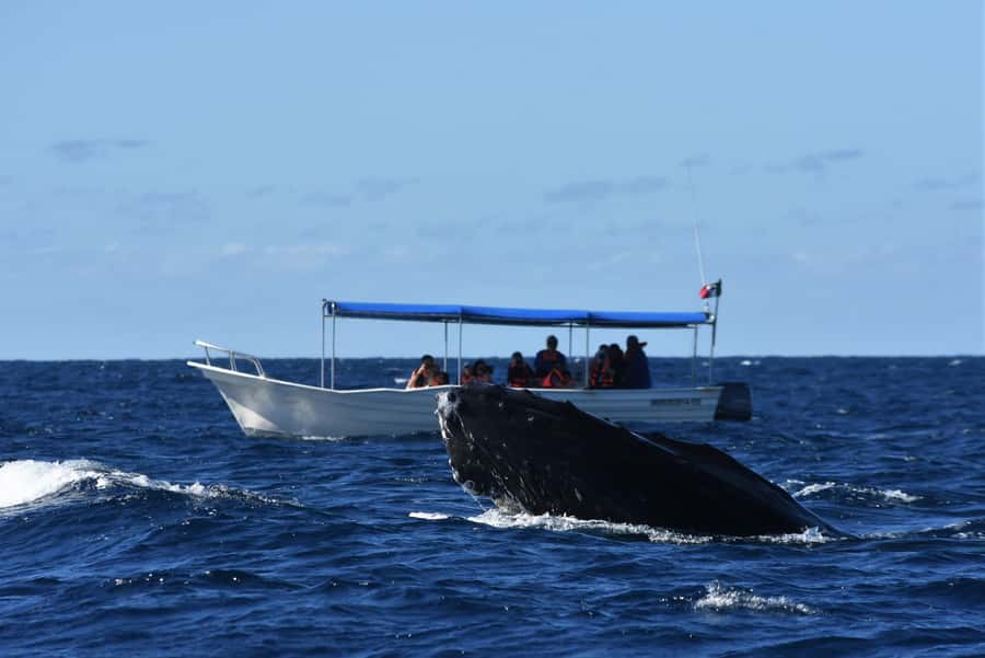Cabo: Whale-Whatching Boat Trip w/ All-Women Crew and Photos - Whale respect and the “don’t chase” approach