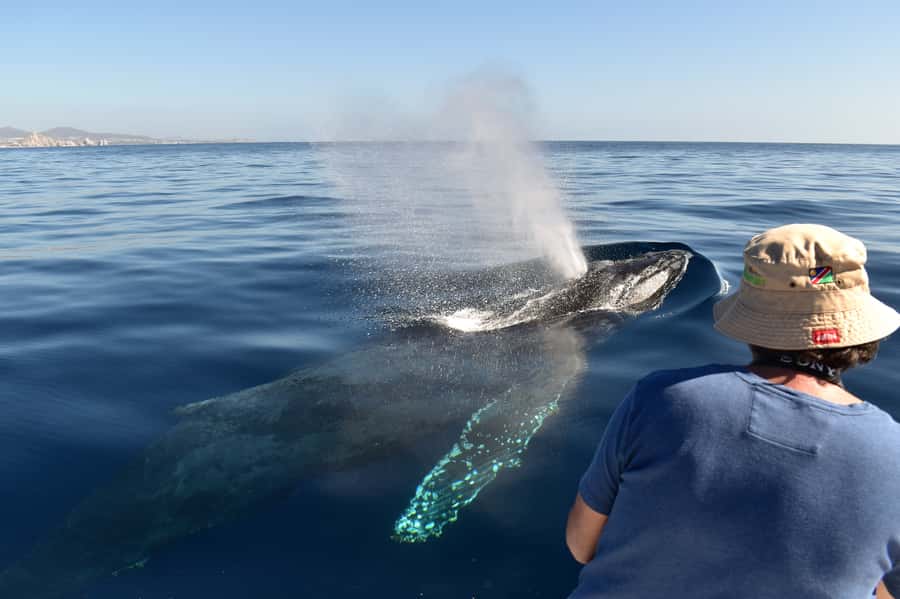Cabo: Whale-Whatching Boat Trip w/ All-Women Crew and Photos - A 2-hour Cabo whale watch that focuses on the whole whale, not just the spout
