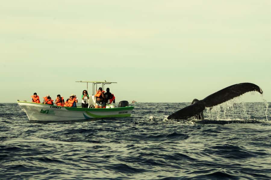 Cabo: Whale-Whatching Boat Trip w/ All-Women Crew and Photos - Setting off from La Terminal de Cabo, right in the action