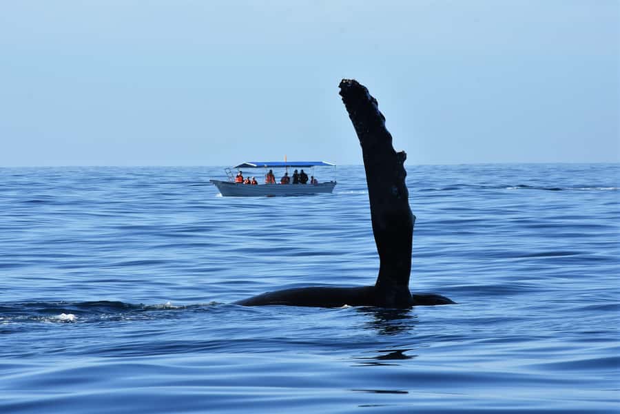 Cabo: Whale-Whatching Boat Trip w/ All-Women Crew and Photos - The Arch photo stop: quick Cabo vibes before the ocean work