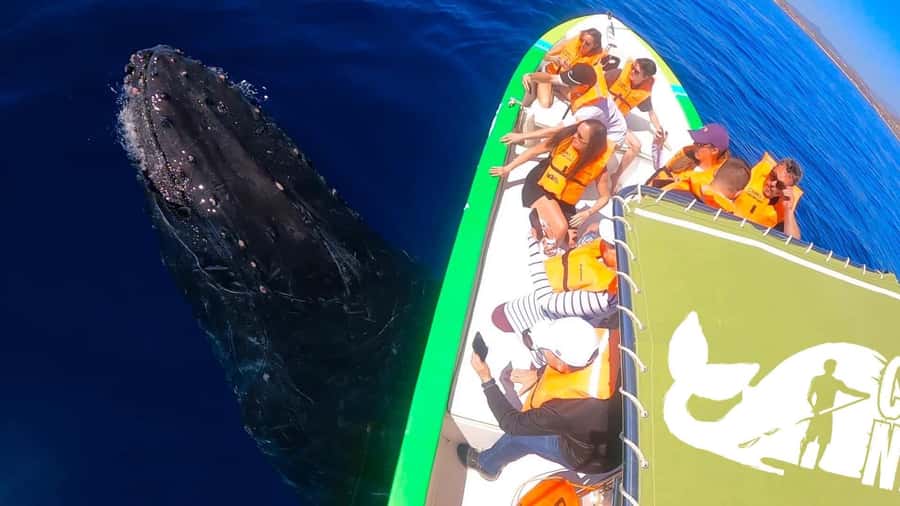 Cabo: Whale-Whatching Boat Trip w/ All-Women Crew and Photos - The marine biologist experience: what you learn while you watch