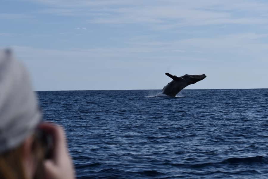 Cabo: Whale-Whatching Boat Trip w/ All-Women Crew and Photos - Hearing humpback song: hydrophone moments that change the whole trip