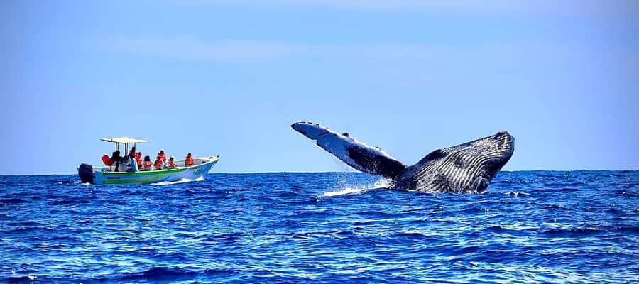 Cabo: Whale-Whatching Boat Trip w/ All-Women Crew and Photos - Your boat ride: small group comfort and photo angles that actually work