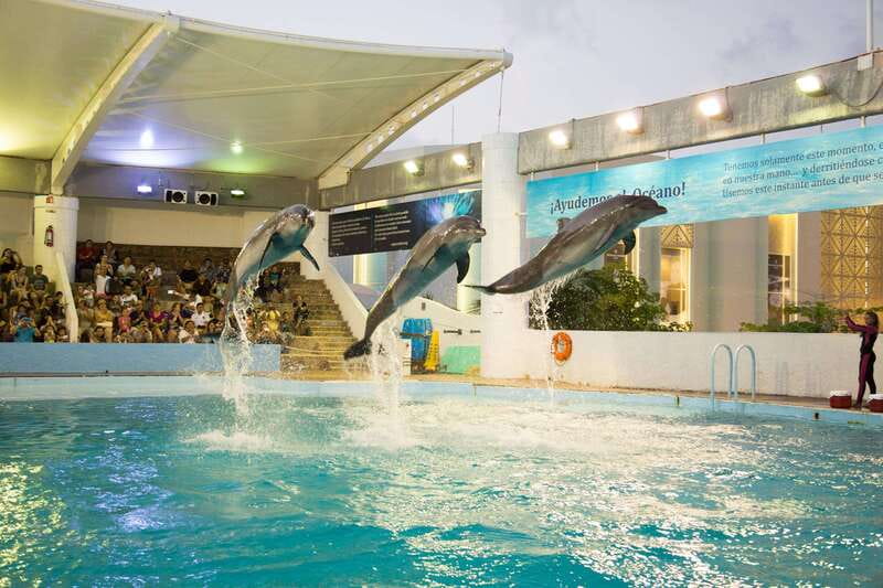 Cancún Interactive Aquarium Admission + Dolphin Presentation - Touch tanks: rays, starfish, and urchins up close