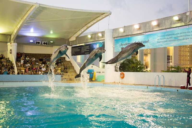 Cancún Interactive Aquarium Admission + Dolphin Presentation - Walking tank areas with 1,195 specimens