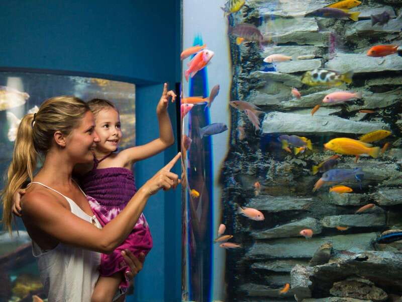 Cancún Interactive Aquarium Admission + Dolphin Presentation - Coral and anemone displays: the color you can’t fake