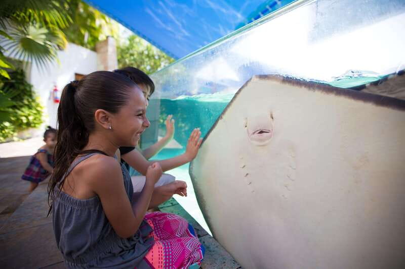 Cancún Interactive Aquarium Admission + Dolphin Presentation - Aquarium overview: what you’ll see without getting wet