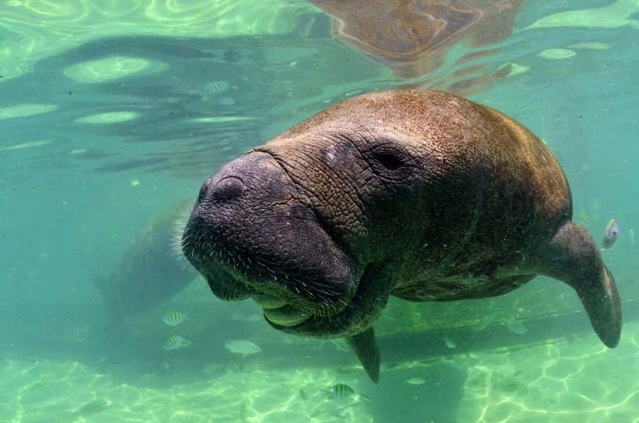 Cancún: Manatee Encounter on Isla Mujeres with Buffet Lunch - Price, Dock Fee, and Photo Reality Check