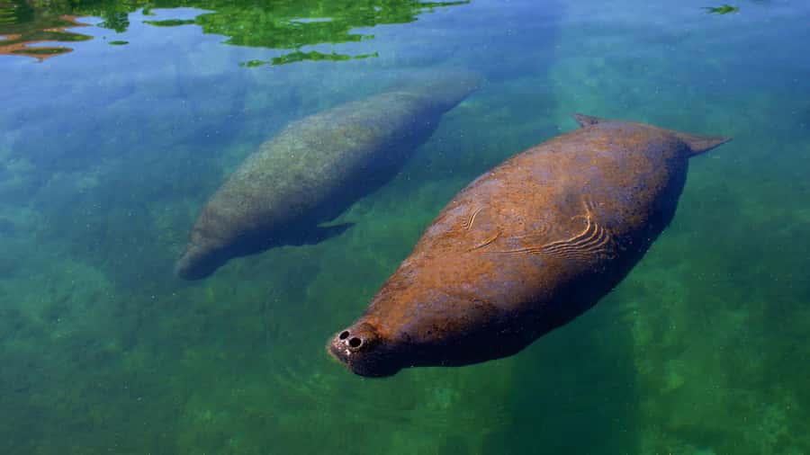 Cancun: Manatee Swimming on Isla Mujeres with Buffet Lunch - Dolphin Discovery Setup: Lockers, Showers, Pools, and the Real Vibe