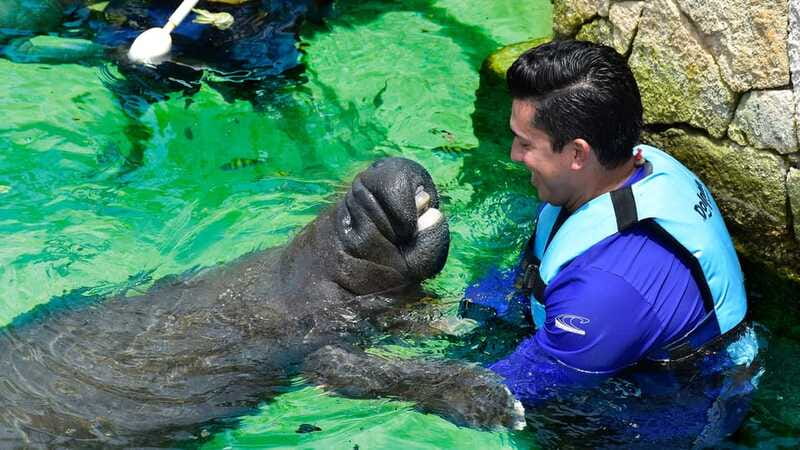 Cancun: Manatee Swimming on Isla Mujeres with Buffet Lunch - Who This Trip Fits Best (And Who Should Skip It)