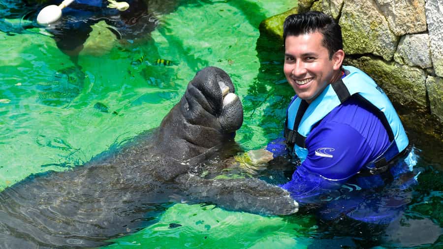 Cancun: Manatee Swimming on Isla Mujeres with Buffet Lunch - The Manatee Encounter: How the Water Time Actually Works