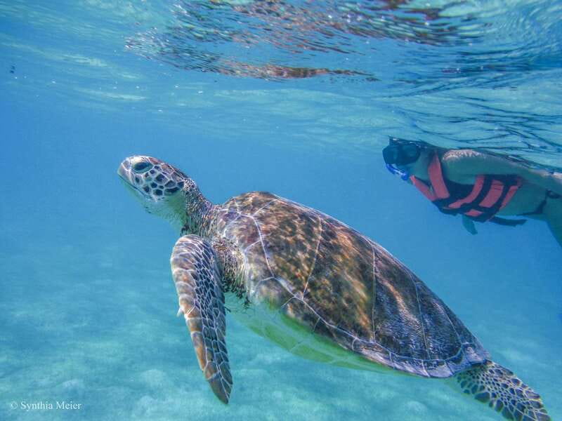Cancun: Marine Turtle Observation in Akumal - Key things to know before you go