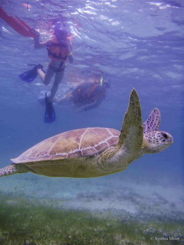 Cancun: Marine Turtle Observation in Akumal - Turtle time with biologist or naturalist guides: what to expect