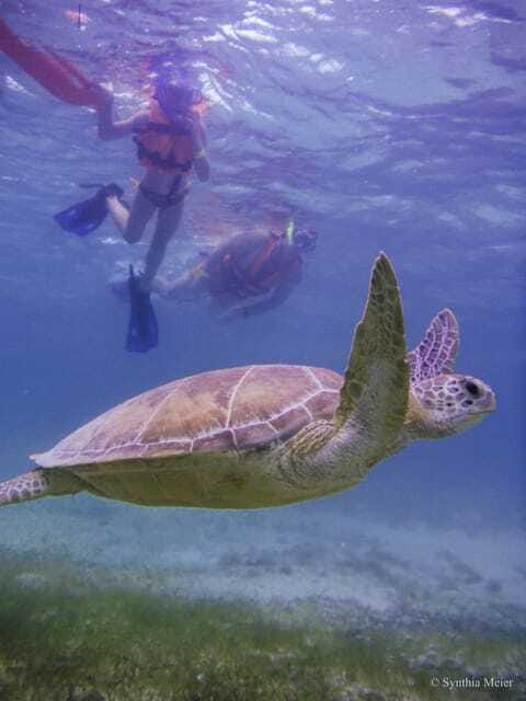 Cancun: Marine Turtle Observation in Akumal - Snacks, amenities, and what to pack so the day stays fun