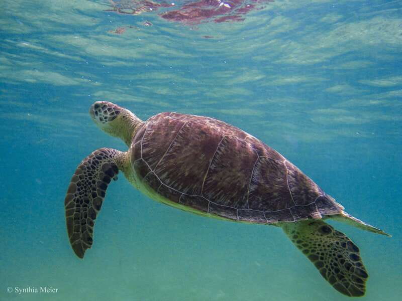 Cancun: Marine Turtle Observation in Akumal - Who should book, and who should skip this tour