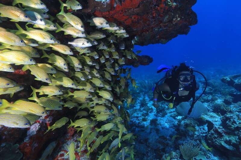 Cancun: Scuba Diving for Beginners, 2 Dives - Second Ocean Tank at Manchones Reef