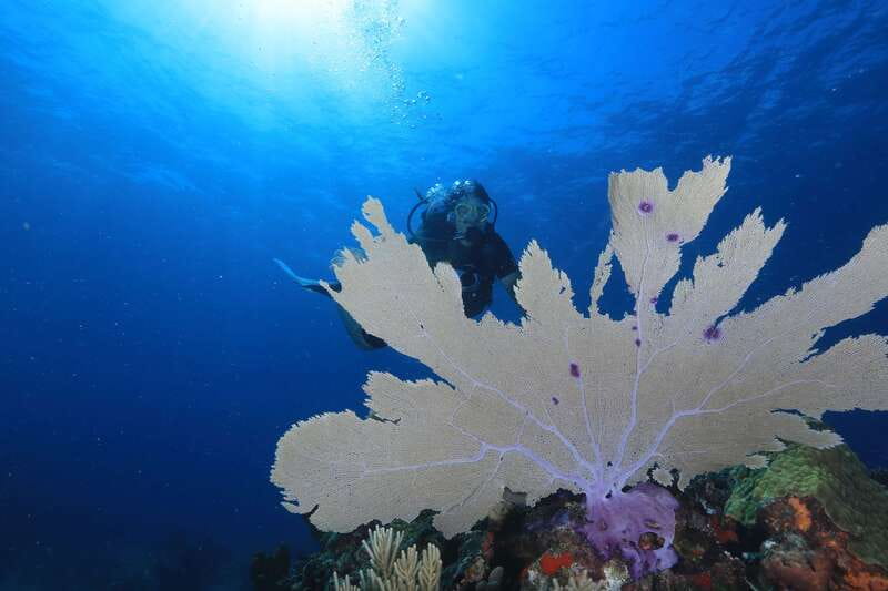 Cancun: Scuba Diving for Beginners, 2 Dives - Who Should Book This 2-Tank Beginner Course