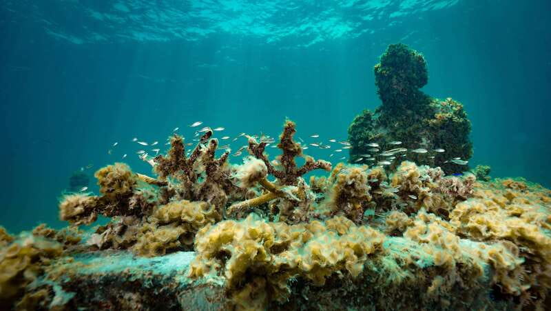 Cancun: Snorkeling Tour at MUSA The Underwater Museum - Book it or skip it: my honest take