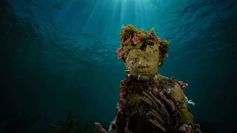 Cancun: Snorkeling Tour at MUSA The Underwater Museum - Manchones Reef: the wildlife-focused follow-up
