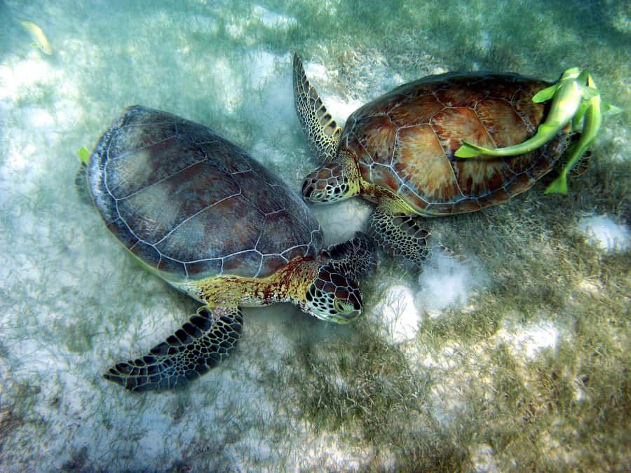 Cancun: Snorkeling tour with Sea Turtles & Cenote, half day. - Key things to know before you go