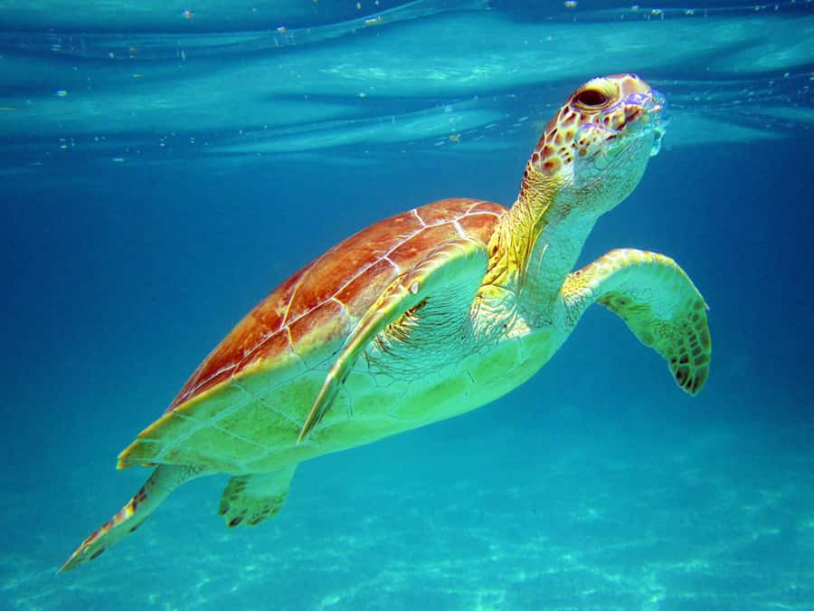 Cancun: Snorkeling tour with Sea Turtles & Cenote, half day. - Snorkeling in Akumal Bay: Sea Turtles, Wildlife, and Real-World Crowds