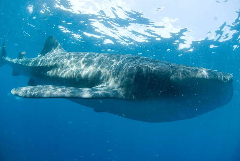 Cancún: Swim with Whale Sharks - Whale Shark Snorkeling From Cancun, Done as a Real Day on the Water