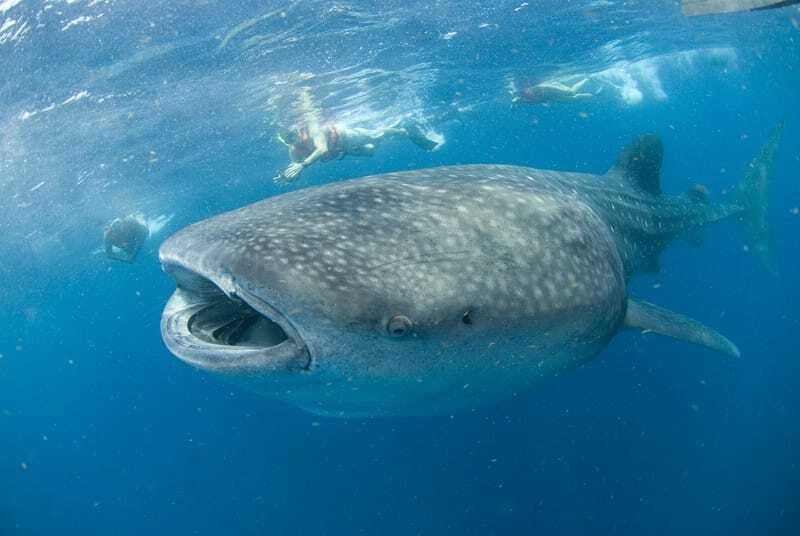Cancún: Swim with Whale Sharks - Getting to Marina Xtabay: The Early Start That Helps You Actually Win