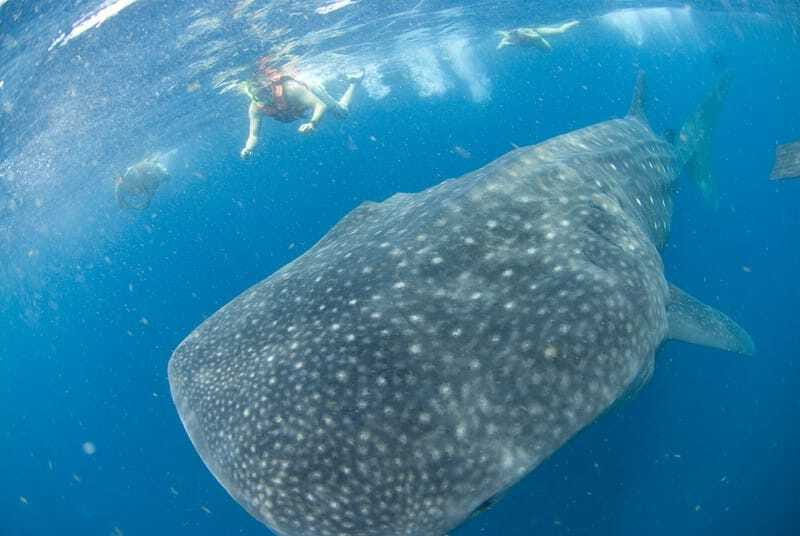 Cancún: Swim with Whale Sharks - Isla Contoy Whale Shark Reserve: How the Swim Works Without the Chaos