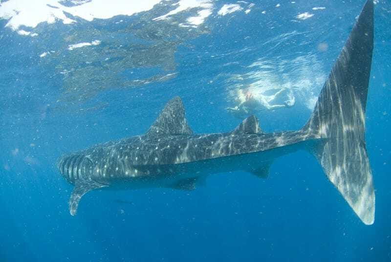 Cancún: Swim with Whale Sharks - Dolphins and Sea Turtles: The Bonus Wildlife That Makes the Day Feel Full