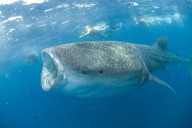 Cancún: Swim with Whale Sharks - What to Bring, Sunscreen Limits, and Seasickness Reality