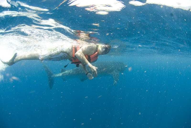 Cancún: Swim with Whale Sharks - Group Size and Safety: Why It Feels Controlled