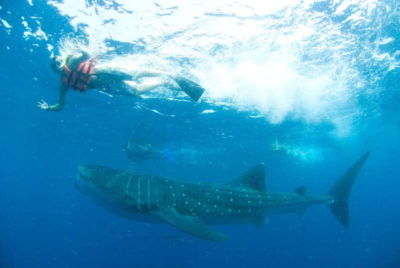 Cancún: Swim with Whale Sharks - Price and Logistics: Is $160 a Fair Deal?