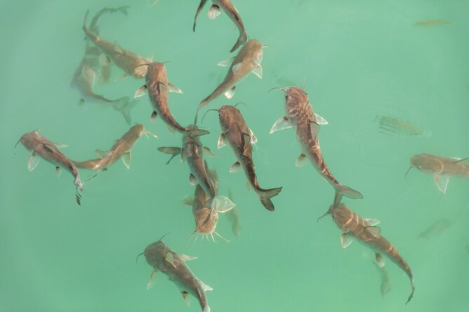 Catamaran Adventure: Sailing and Swimming in the Bacalar Lagoon - Snacks, fruit drinks, and the $55 value that actually adds up